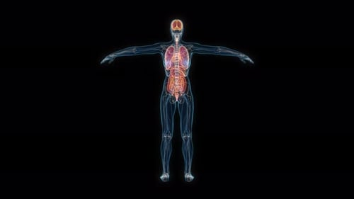 Rotating 3D Transparent Female Body with Visible Internal Organs