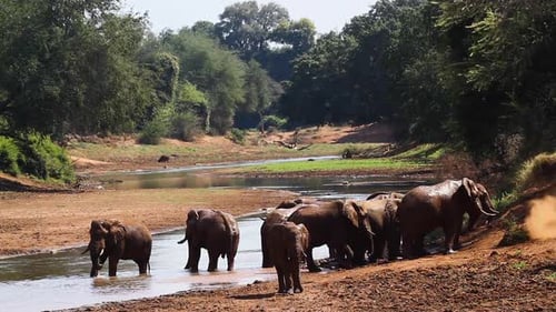 African bush elephant in Kruger National park, South Africa ; Specie Loxodonta africana family of El