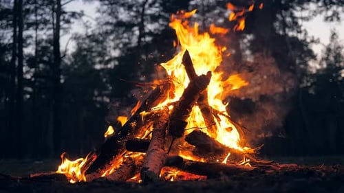 Fire Campfire Forest Nature Nigt