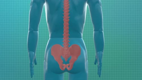 Rotating 3D Human Spine and Pelvis Anatomy