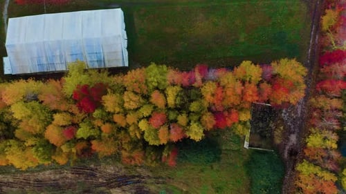 Autumn Forest