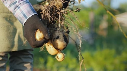 A Farmer Harvests Potatoes Vegetables From His Garden Bed