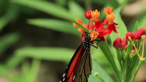 Butterfly Sitting On A Flower