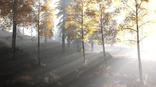 Forêt lumineuse tôt le matin dans les montagnes