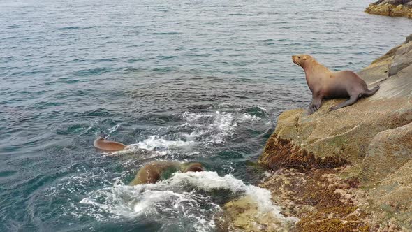 Stellers Sea Lions Dive From a Rocky Island Into the Sea and Swim in ...