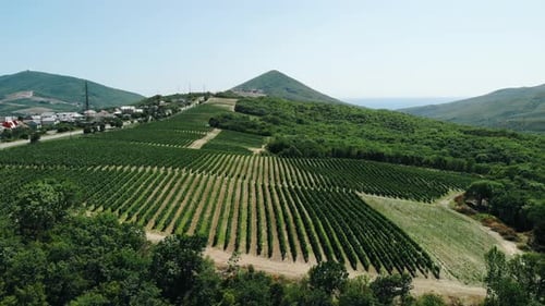 Vue aérienne de grands champs de vignobles au milieu des montagnes. Une magnifique vidéo de Fields of Rural