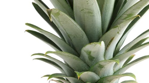 Pineapple Fruit, Closeup