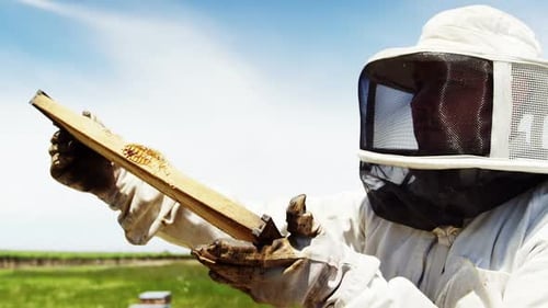 Beekeeper harvesting honey