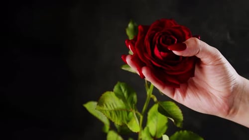 Red Rose Held in Hand on Black Background