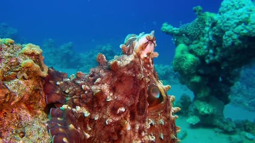 Red Sea Octopus