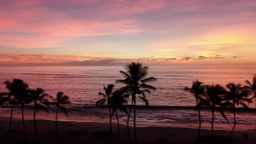 Palm Trees