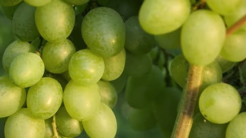 Nahaufnahme Dolly Shot von reifen weißen Trauben, die im Weinberg wachsen
