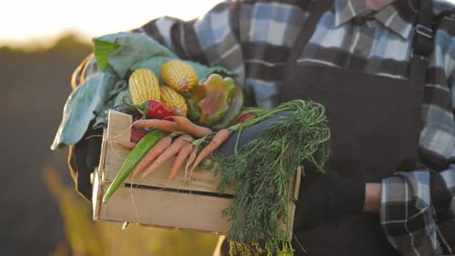Person Holds Crate of Colorful Farm Fresh Vegetables
