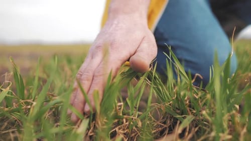 Farmer Hand Touches Green Wheat Crop Germ Agriculture Industry