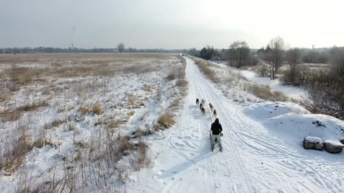 Training sled dogs on rural road in winter, aerial view