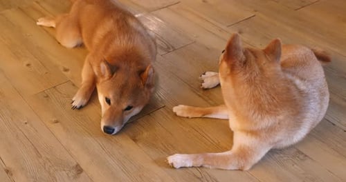 Two Shiba Inu Dogs Relaxing on the Floor