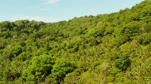 Tropical Landscape with Rainforest