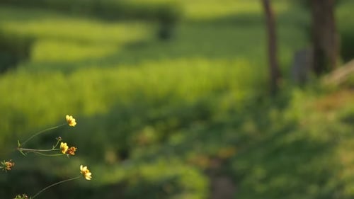 Green Meadow and Yellow Wildflowers at Sunrise