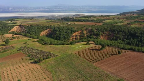 Immature Lavender Field Forest and Mountains