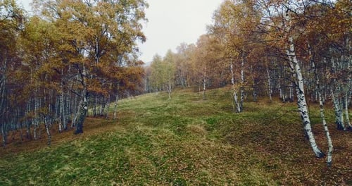 Forward Aerial Top View Over Colorful Autumn Birch Forest in Foggy Weather