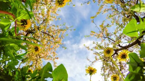 Dandelions and Blossoming Apple Orchard
