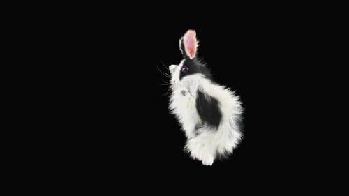 Rabbit Dancing HD