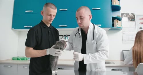 Veterinarian Examines Kitten in Bright Clinic