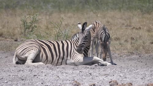 Baby zebra licking her moms leg