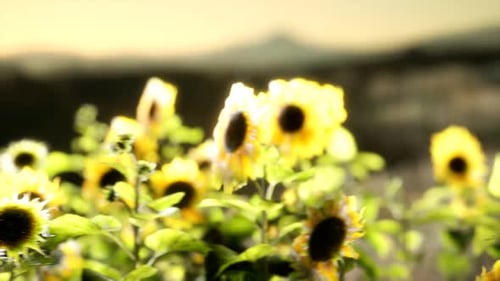 Sunflower Field on a Warm Summer Evening