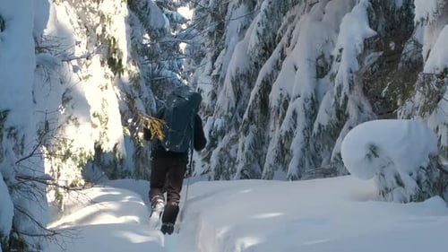 Male Hiker with Tourist Backpack Walking Through Dense Forest with Deep Snow on Cold Winter Day