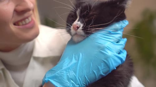 Veterinarian Examining a Cat in a Clinic