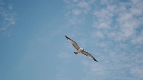 Nahaufnahme der Möwe fliegt im blauen Himmel Zeitlupe
