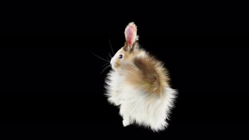Cute Fluffy Rabbit Hopping and Jumping Animation