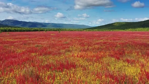 Blühende Blumen Weidenröschenfeld
