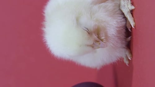 Adorable Chick Resting on Red Background