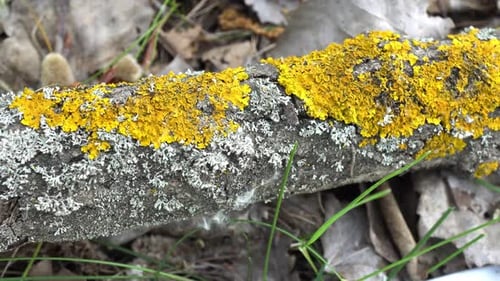 Moss On The Tree
