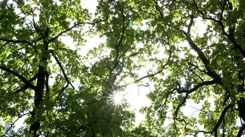 Sunlight Through Forest Canopy, Green Leaves, and Branches