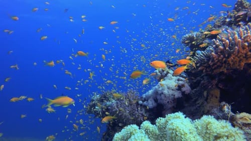 Tropical Coral Reefs Lionfish