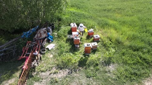 Beekeeper is working with bees and beehives