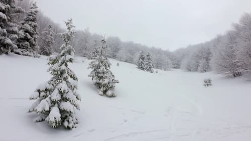 A Small Meadow Covered with Snow and Surrounded By Fir Trees in Foggy Weather in the Carpathian