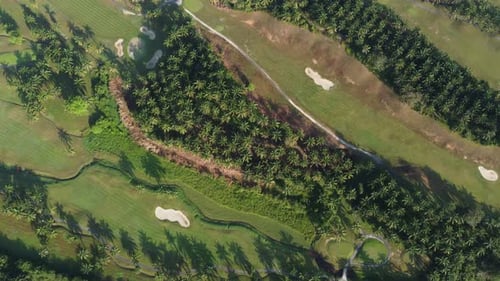 Aerial view golf club planted with oil palm tree