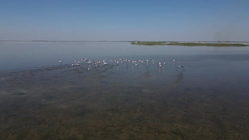 Flamingos Fly