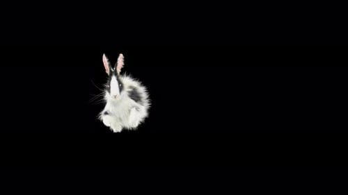 Hopping Black and White Fluffy Rabbit Animation