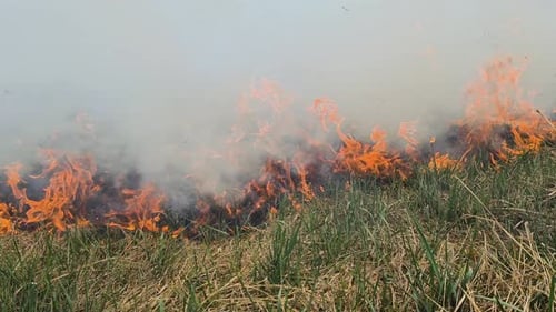 Dangerous Wild Fire in Nature Burns Dry Grass
