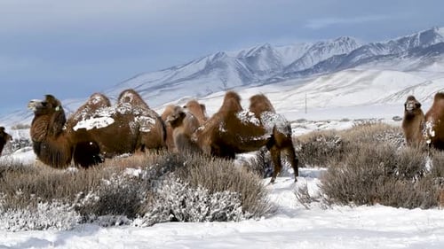 Camels in Winter Mountain Landscape