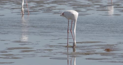 Flamingos Wading in the Shallow Water