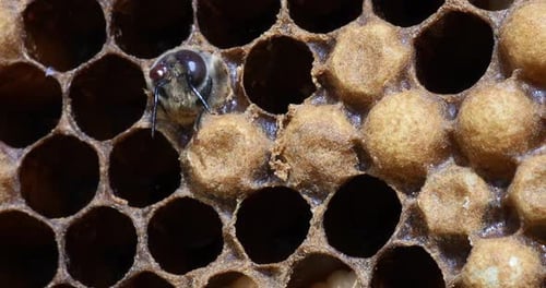 European Honey Bee, apis mellifera, Emergence of a Male with a Varroa Parasite on the Head