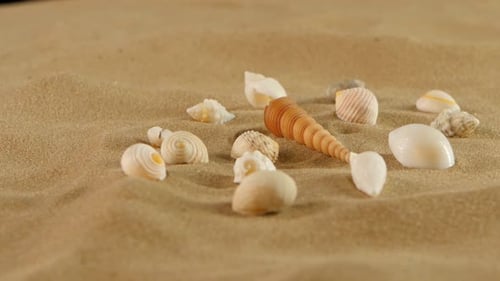 Different Sea Shells on Beach Sand, Rotation