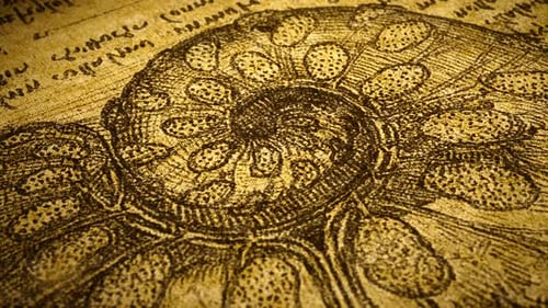 Anatomie, Kunstzeichnen