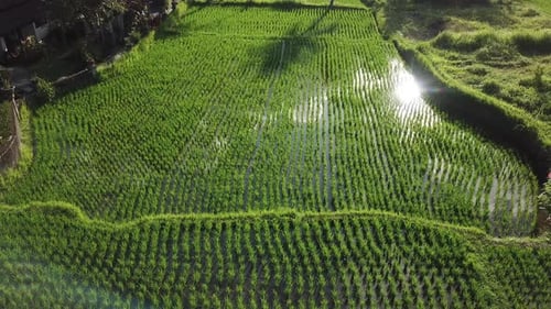 Junge Reisfelder auf Bali